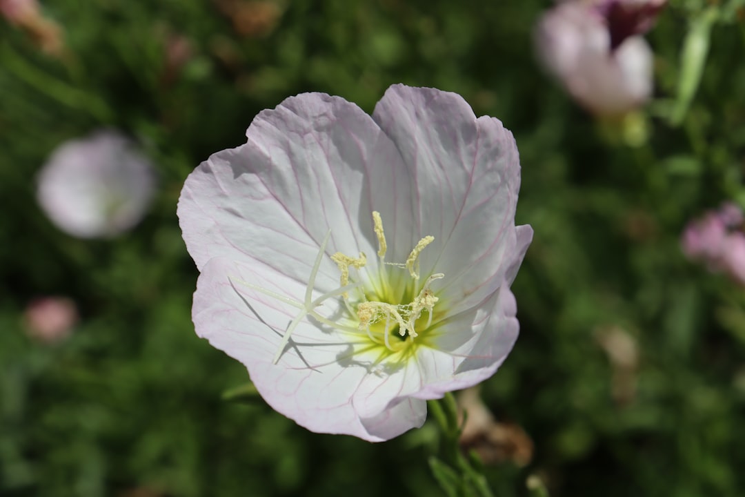 Welcome to Creekside Maclaren Homeowners Association!